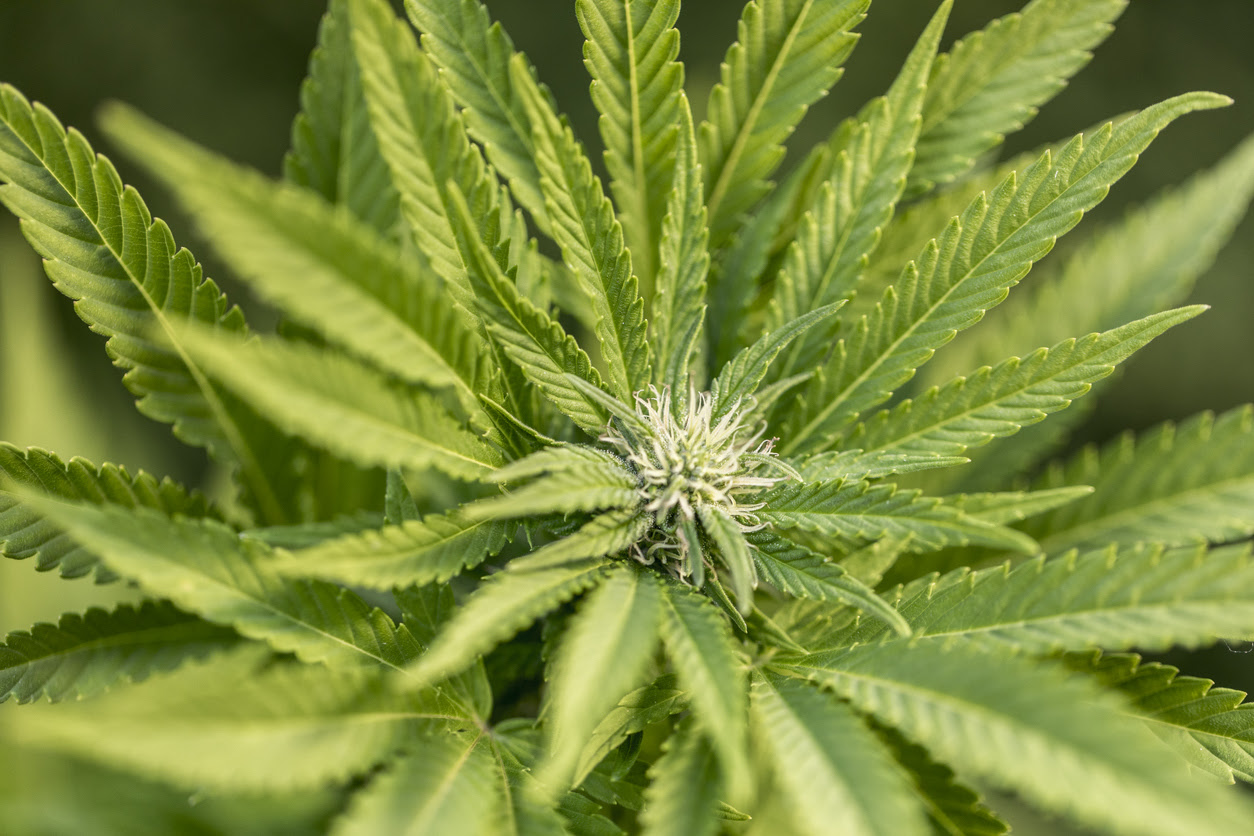 Apa Saja Manfaat Ganja? Tanaman Terlarang dengan Segudang Manfaat Medis