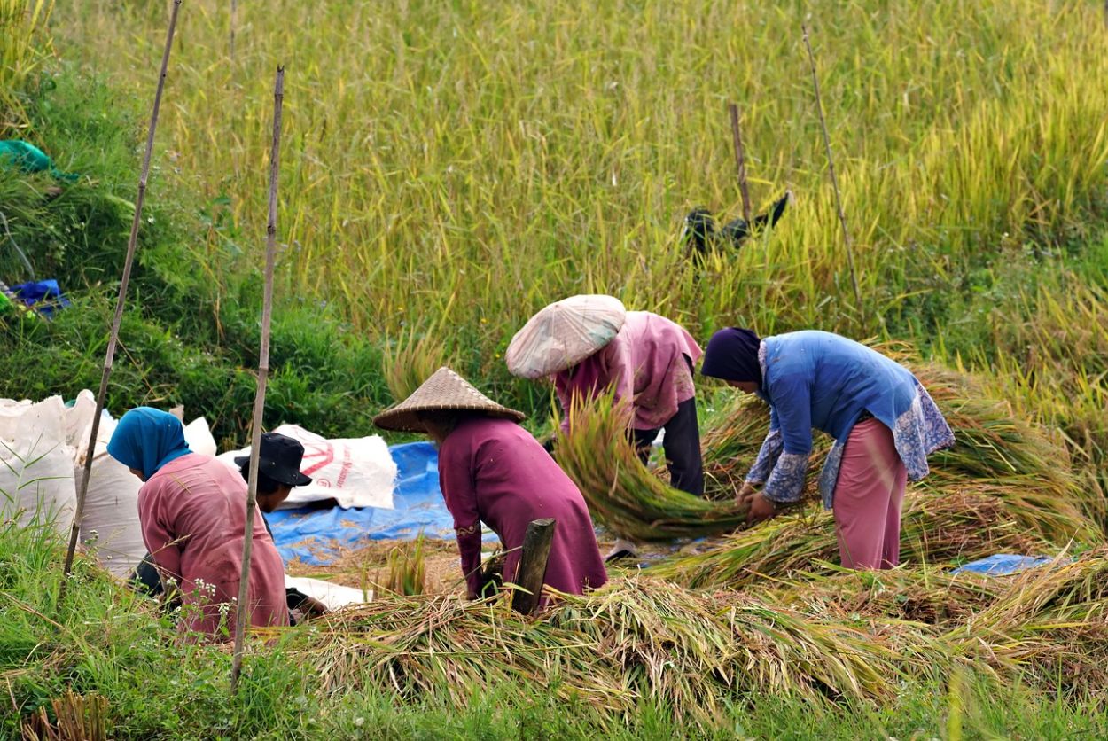 Pakar Soal Klaim Pemerintah Swasembada Pangan Lebih Cepat: Buktiin Dulu!