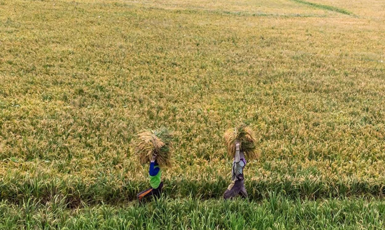 Pertumbuhan Penduduk dan Penyusutan Lahan Bisa Picu Krisis Pangan