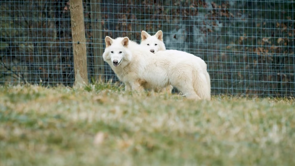 Perusahaan Bioteknologi AS Hidupkan Kembali Serigala Purba ‘Dire Wolf’, Sudah Punah 10 Ribu Tahun!