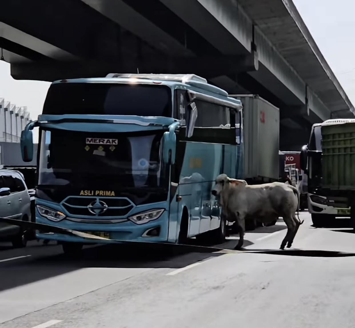 Sapi Lepas di Tol Cikampek, Seruduk Kendaraan hingga Disembelih di Tempat