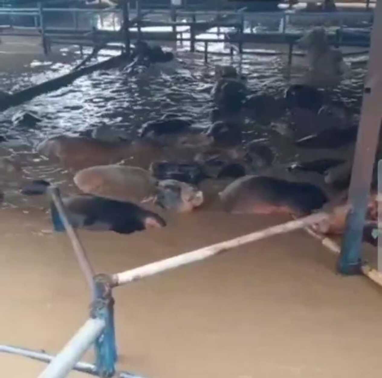 Viral! Beredar Sebuah Video Sapi di Peternakan Bekasi yang Turut Terendam Banjir
